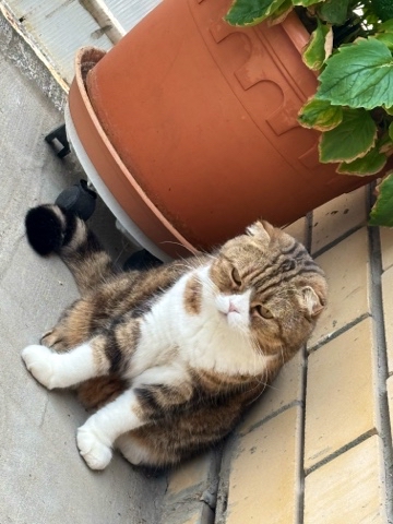 nateli_st в LOOKY. #котики,#котолюбофф,#безкотажизньскушна. Нюся и воздух)) #кот...