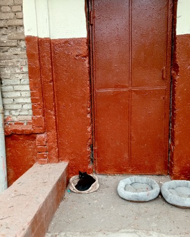 Looky_177272493231890 в LOOKY. #кот. #кот [#кошка ](кошка...
