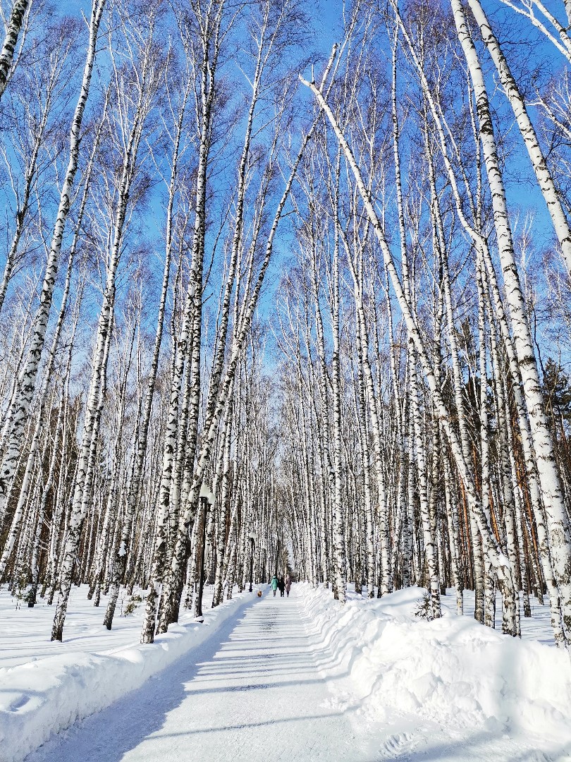 Весна, а в парке ещё по зимнему💙❄️💙❄️#сибирь #март #весна #красота #моменты #природа #прогулка #сибирскаявесна #солнечно #ятаквижу #Looky