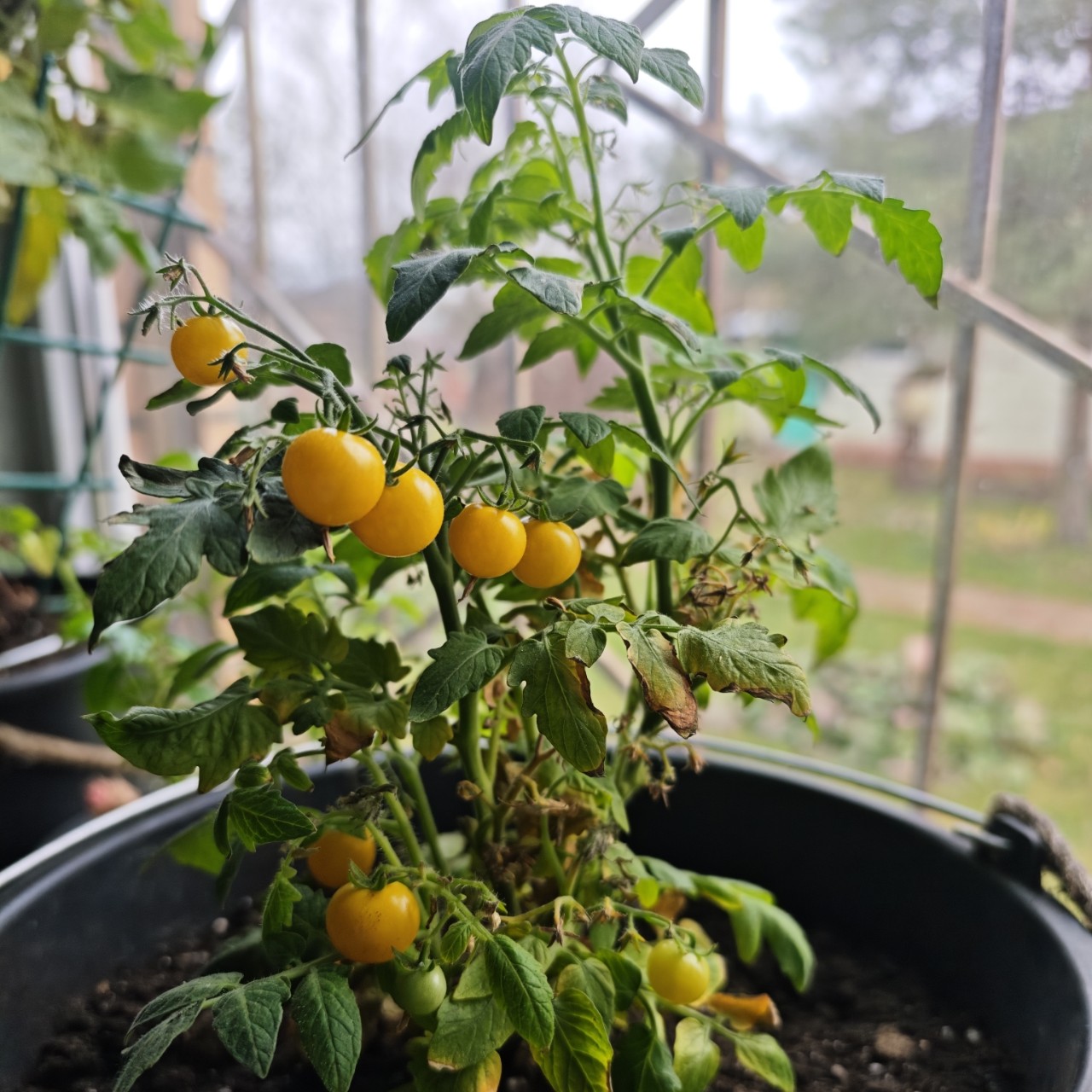 lomka в LOOKY. . Новогодние игрушки🤗...