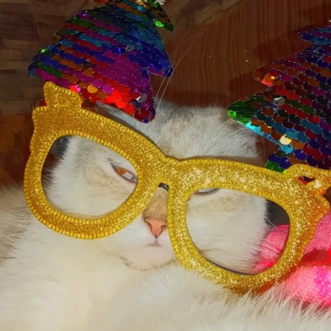 Looky_177736551370614 в LOOKY. . Кошка Фрося красота