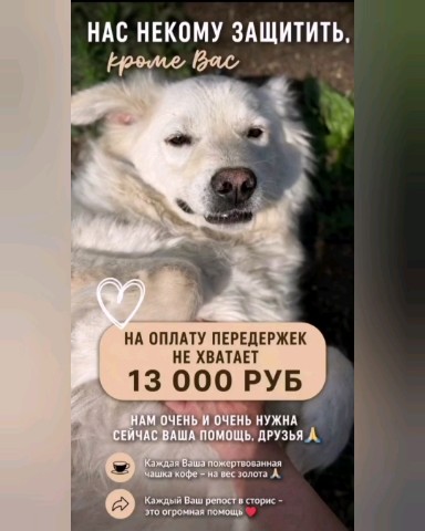 В помощь бездомным животным в LOOKY. #Помощьприютусобак,#Приютусобакнужнапомощь,#Срочнаяпомощьприютусобак,#Финаомощьприютусобак,#Финпомощьприюту,#Помощьприюту,#Кормдлясобак,#Помощьнапередержкудлясобак,#Сборнаоплатупередержкидлясобак,#Сборнапередержку,#Передержкадлясобак,#Помощьбездомнымсобакам,#Бездомныесобаки,#Бездомныеживотные,#Бездомныесобаки,#Бездомныеживотные,#Собака. Для передержки собак...