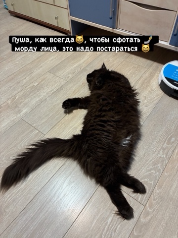 elenka_25rus в LOOKY. #мейнкун,#мейнкуны,#безкотаижизньнета,#мейнкунысамыебольшиекошкивмире,#большиекошки,#домашниеживотные,#куномания,#кунобанда,#мойкотобормот,#мойкот,#черныйкот,#котыонитакие,#мяу,#cat,#cats,#blackcat,#blackcats,#bigcat,#meow,#mainecoon,#mainecooncat,#mainecoons,#mainecoonlovers,#mainecoon_banda,#maine_coon_banda,#mainecoonblack,#pet,#mycat,#mainecoongram,#пуша_брюля,#mainecoonofinstagram,#двакота,#котывдоме,#мыизкотограма,#looky,#котыправятмиром,#котомир,#котобанда. Наконец-то мать нас ...