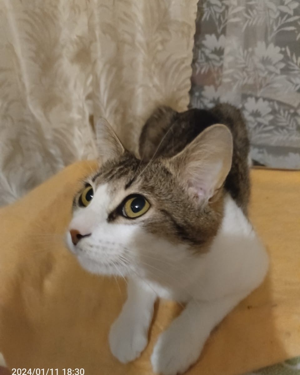 Кот Мурчик in LOOKY. . Всем привет а вы что...