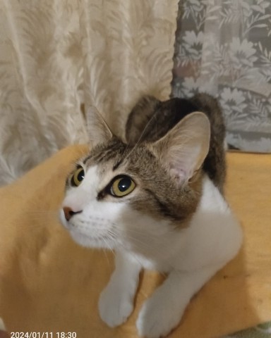 Кот Мурчик в LOOKY. . Всем привет а вы что...