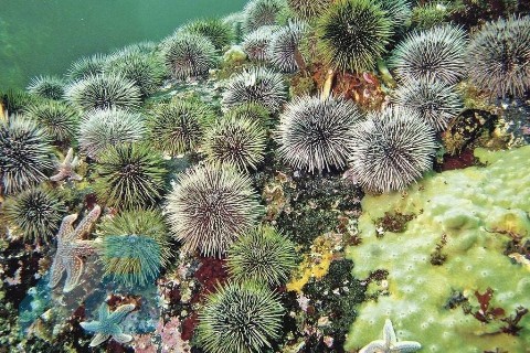 Mikhail_More в LOOKY. . Морской ëж
Почему мо...