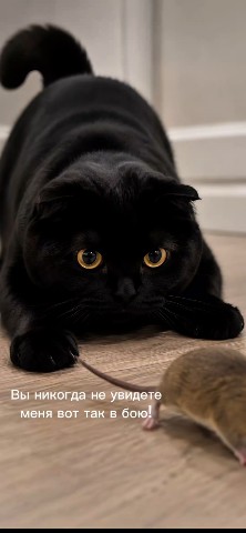 myshka.musya.marusya в LOOKY — публикация