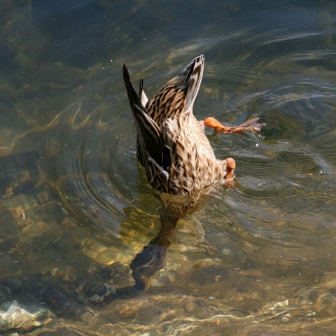 yuriy23 в LOOKY. #утка,#кряква,#уточка,#ныряльщица,#duck,#mallard,#the_diver,#taucher,#ente,#stockente,#canard,#colvert,#plongeur,#ördek,#鸭子,#류,#ялюблюсвоюпланету,#фото,#ангарскиепруды,#Мирвобъективе,#мирптиц,#натуралист,#юныйнатуралист,#живаяпланета,#живоймир,#водоплавающие,#птицыРоссии,#природа,#живаяприрода. Ныряльщица /  #утка ...