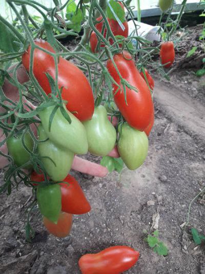socnyetomaty в LOOKY — 🍅 Знакомьтесь – томат "Ниагара"! 🍅

Если вы ищете сорт, ко