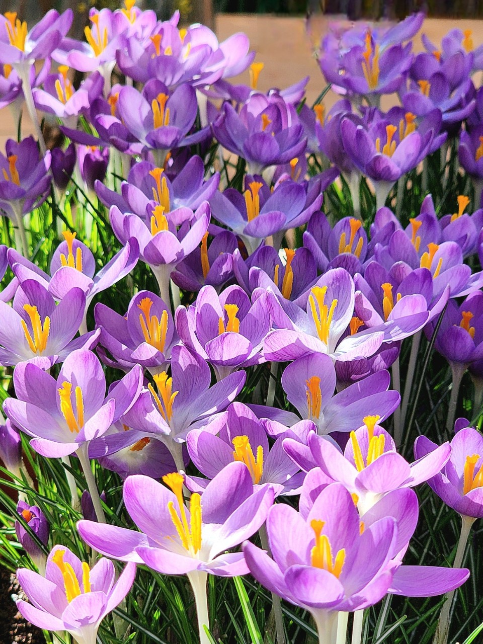 Светлана в LOOKY — 🌷 Пусть в праздник радостный весенний
Уйдет  плохое настрое