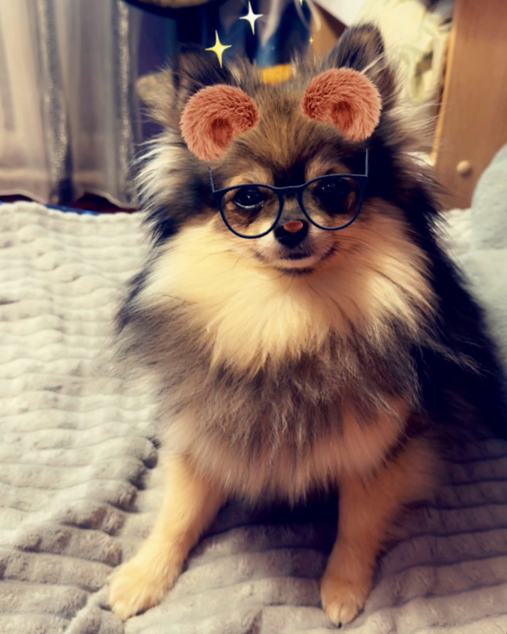 Looky_1712977567678 в LOOKY — Ну как я вам?🐶😁