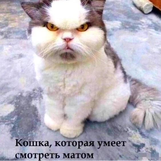 saniks_s