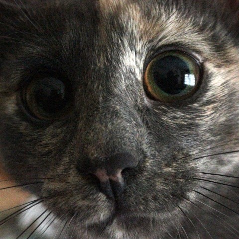 Looky_1691242457766 в LOOKY. #кошка,#глаза,#пушистые,#Левашов. #кошка [#домашниежив...