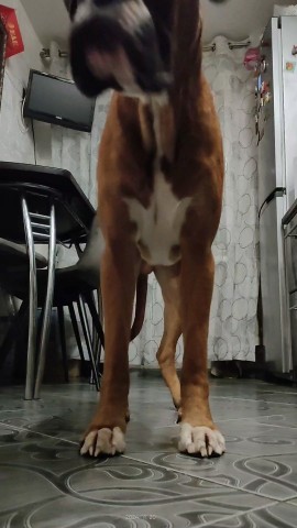 boxer_tyson_dog в LOOKY. . Круть, верть.