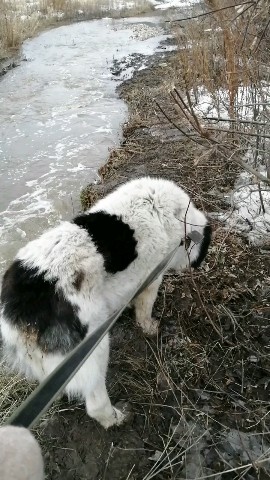 Sizmakhom в LOOKY. . Приют ЗооСпасение се...