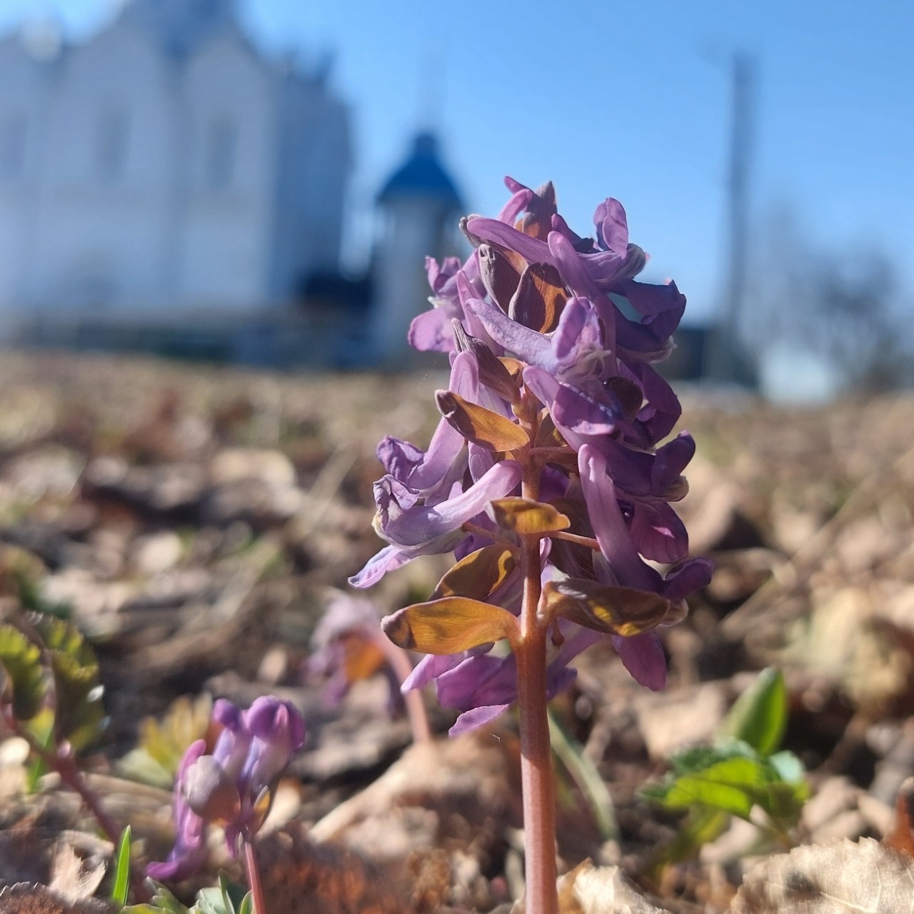 Галина Венн в LOOKY — фото 4