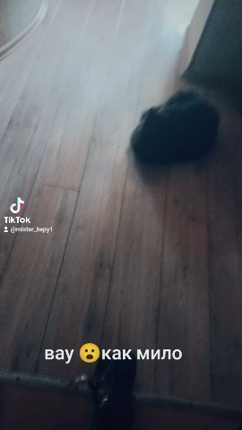 Кто лучший в городе в LOOKY. . Милый котичек