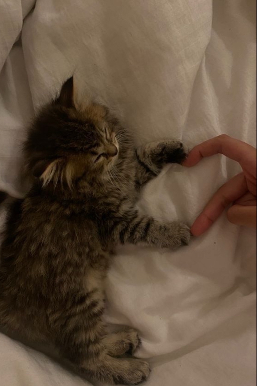 Ymenyalapki в LOOKY — Я твоя любофффф💗🐾
[#котики ](котики)[#кот ](кот)[#лапки ](