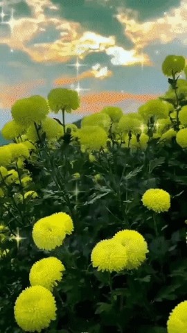 Инна in LOOKY. . Нежного Вечера!