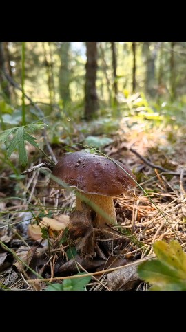 Беру и делаю в LOOKY. #грибы,#душевно,#переезд. Погрузили вещи и отп...