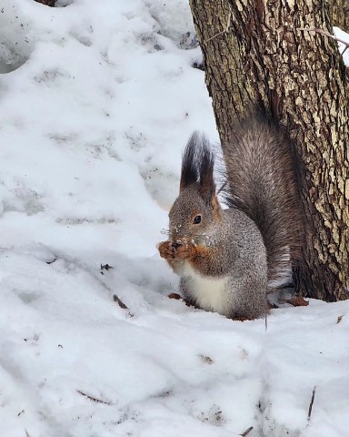 Светлана в LOOKY. #весна#март#белка#снег#природа#looky,#looky_блогер,#looky_контент,#looky_you,#looky_топ,#looky_official,#москва. 🐿 Орешков ищет след...