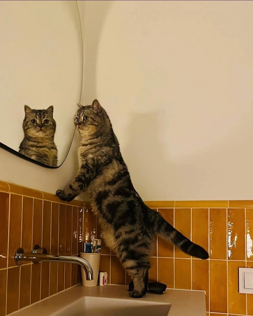 котики в нейронке в LOOKY — фото 2