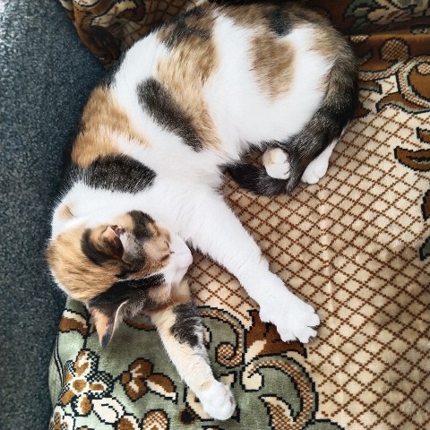 Миледи в LOOKY. . [#безкотаижизньнета]...