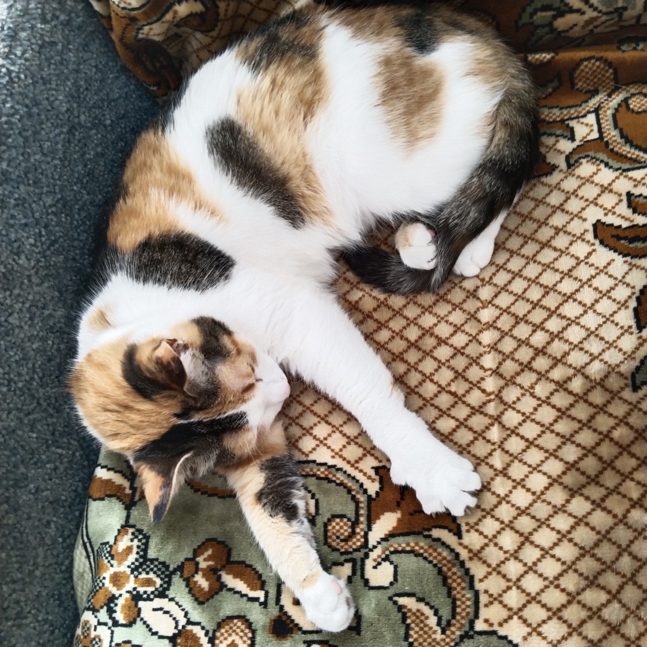 Миледи в LOOKY — [#безкотаижизньнета](безкотаижизньнета) 