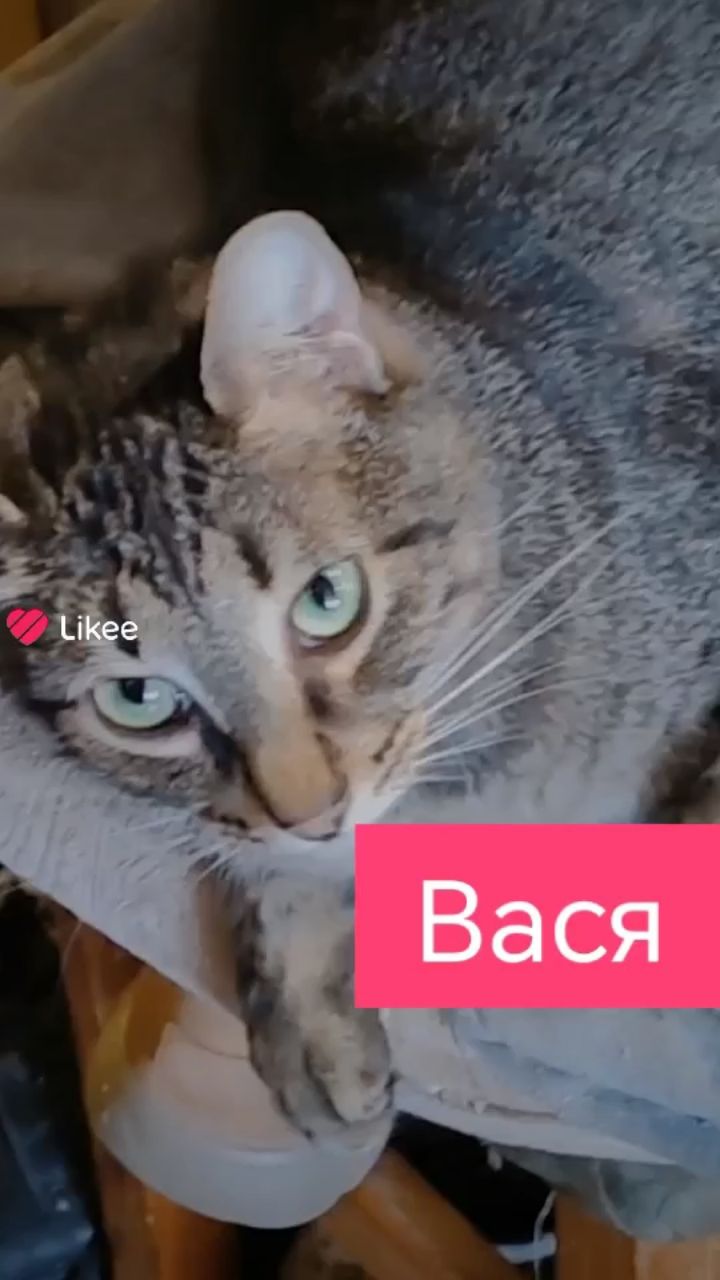 kitty в LOOKY — #котики [#милота ](милота)[#милыеживотные ](милыеживотные)