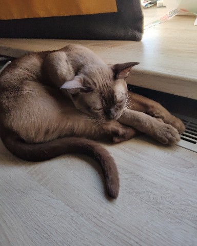 Кибер котлета в LOOKY. . Это тоже филя [#кот]...