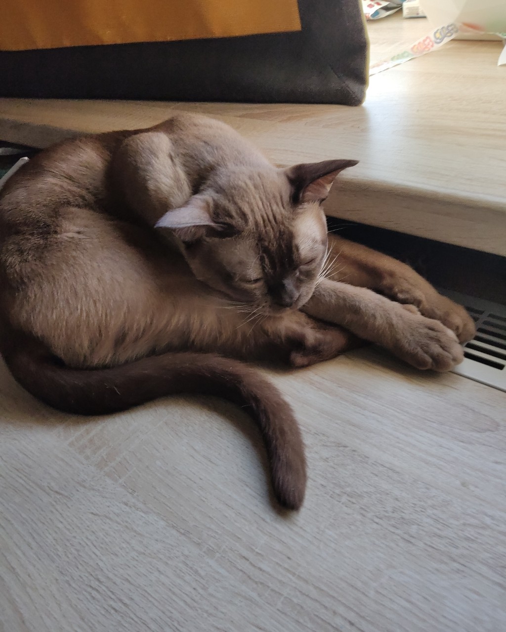 Looky_1706442443196 в LOOKY — Это тоже филя [#кот](кот) [#рек](рек) [#рекомендации](рекоме
