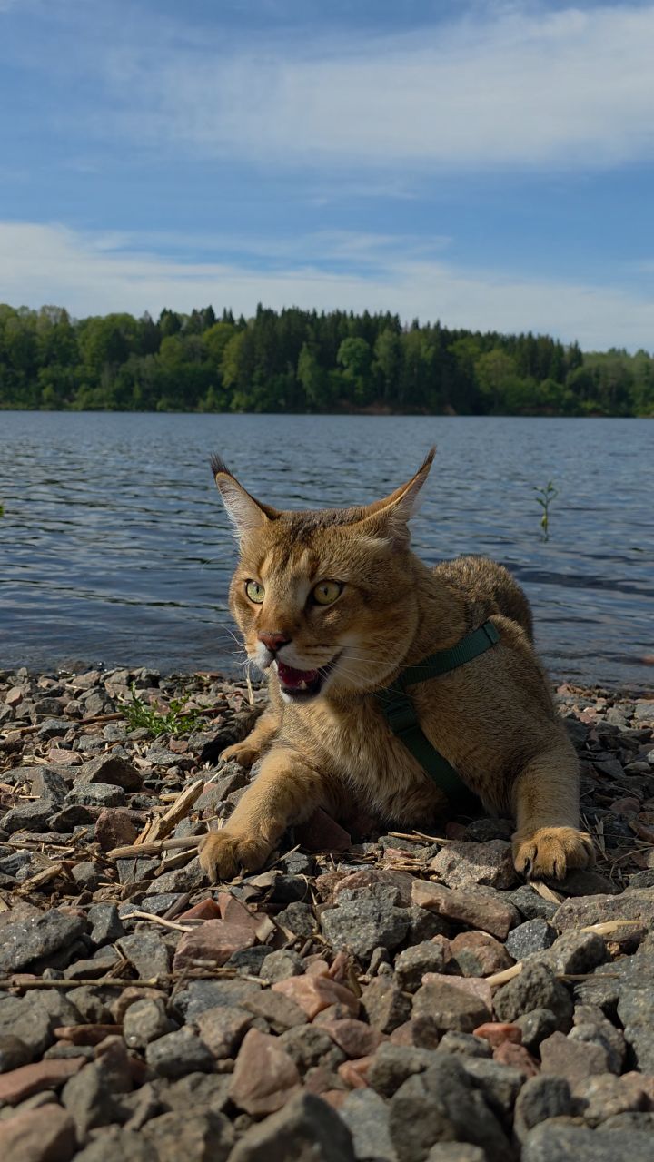 afina_zeus в LOOKY. #кот,#кошка,##коты,#мыизкотограма,#большиекошки,#редкиекошки,#гибридныекошки,#люблюкошек,#красивыекошки,#природа,#природапрекрасна,#наприроде,#looky_official,#looky_кошки,#looky_контент,#хвостатый_друг. Почему кошка дышит к...