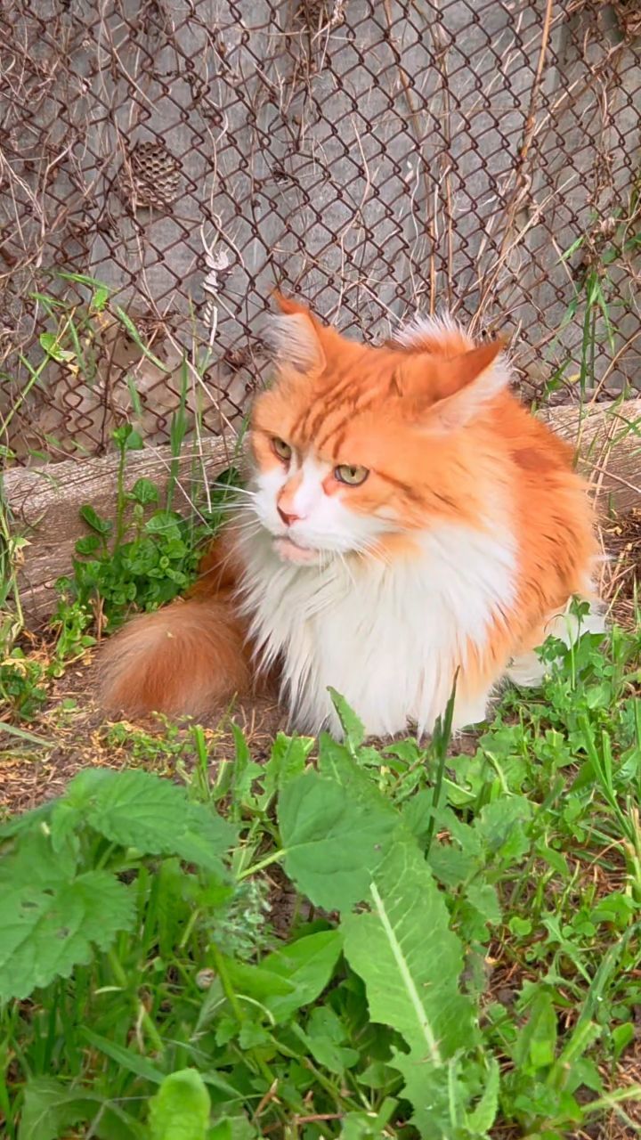 thecatrysia в LOOKY. . Вы представляете, ка...