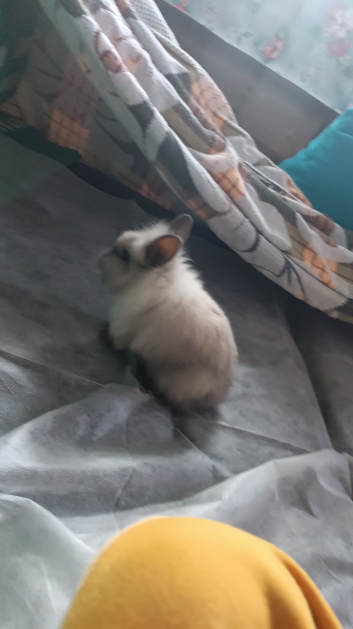 марат in LOOKY. . Кролик 🐰