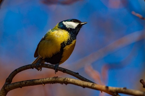 АлександрРомашов в LOOKY. . [#nature ](nature)[#...