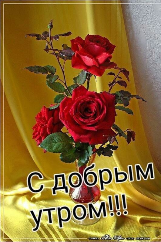 Сириус в LOOKY — публикация