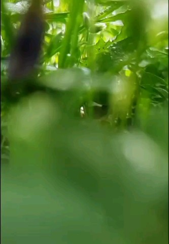 sveta_leta в LOOKY. #art_video,#ближняя_съёмка,#магия_лета. #art_video
#ближняя_...
