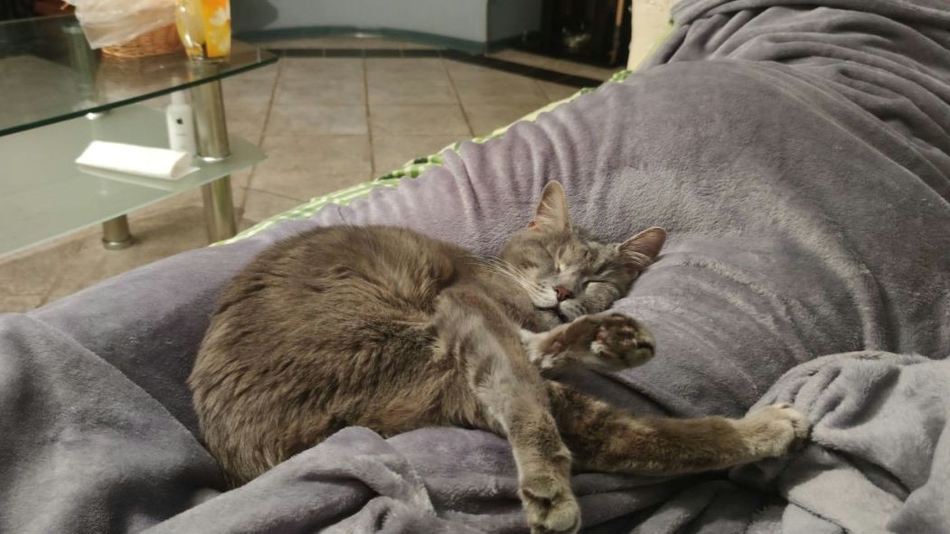 А как спят Ваши питомцы?

#домашниеживотные #любимыйкот #котэ #буднибеженцакота