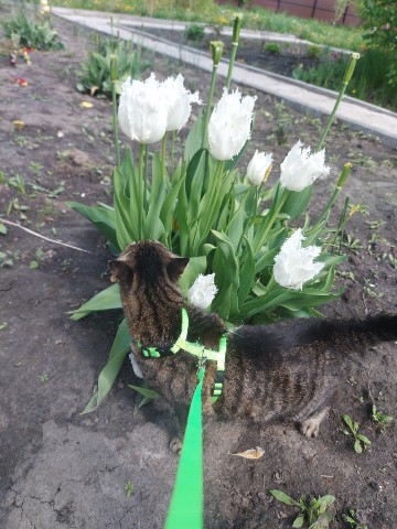 Мира и Муся в LOOKY. #весна,#цветы,#природа,#мойпитомец,#кошка,#котики,#моякошка,#хвостик,#фото,#котопес,#мирамуся. Вот и последние весе...