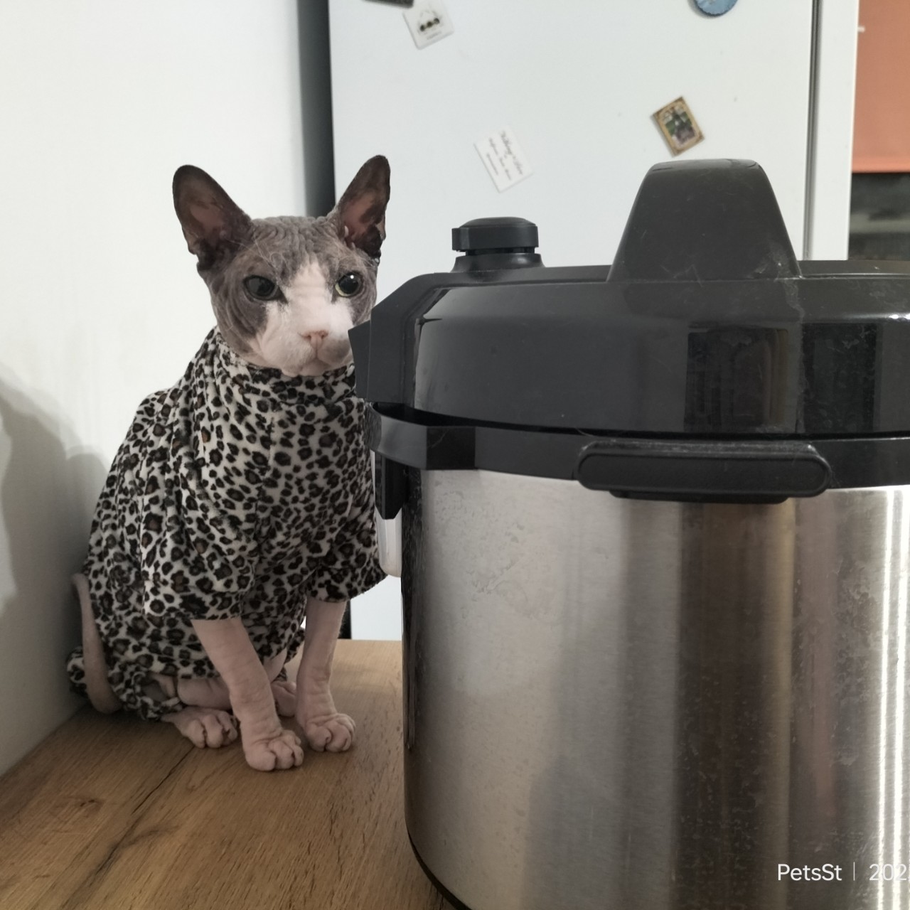 PetsStalkerS in LOOKY. #котики,#позитив. Бонифаций караулит к...