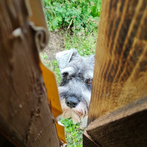 Leeny_a в LOOKY. #цвергшнауцер,#шарташ,#Роки,#zwergschnauzer,#miniatureschnauzer,#служебнаясобака. Твоя собака везде сл...