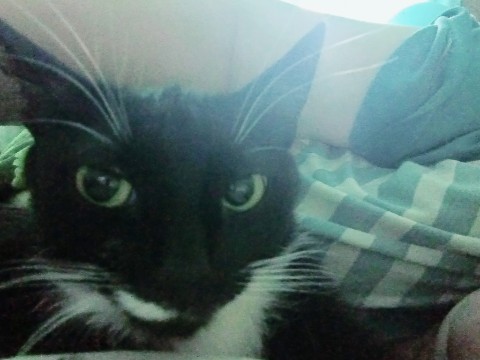 Looky_176729826147502 в LOOKY. . Что смотришь?
 Кушац...