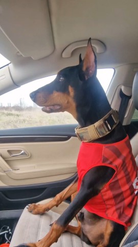 annet_anapa in LOOKY. #доберманвмашине,#доберманщенок,#добермания❤️,#доберманохранник. Сидит прямо, смотрит...