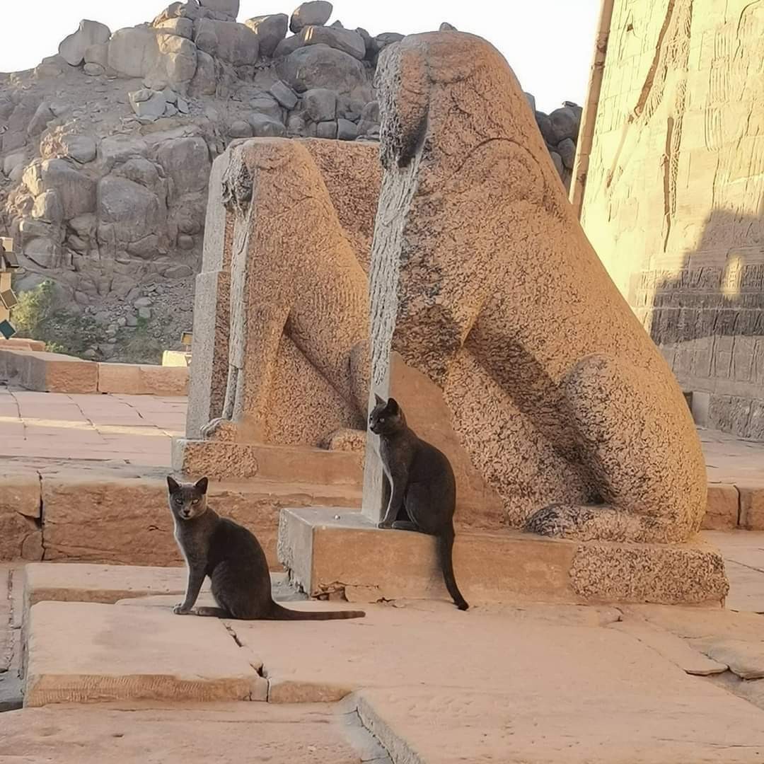 They say , the protective cat has been there for ages .
#Luxor , [#Egypt](Egypt) 