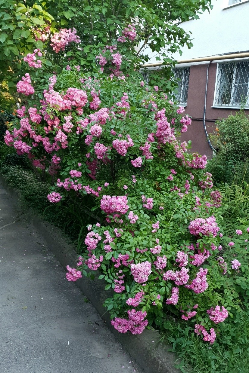 Не знаю, что это за цветы, но они прекрасны... 2 июля 2026, чт 💗