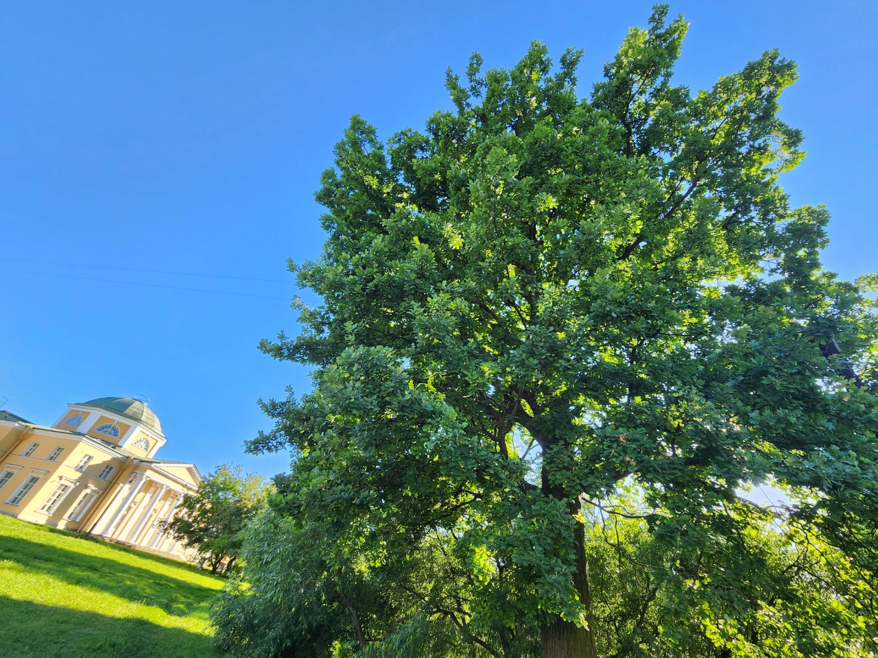 Дуб очарователен 🌳

[#дуб ](дуб)[#александрино ](александрино)[#лето ](лето)