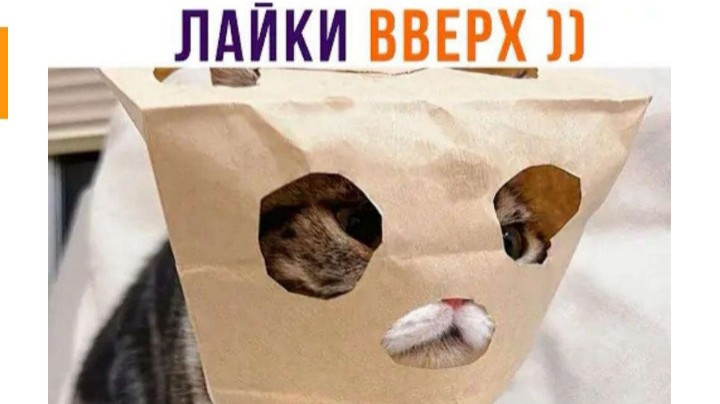 Demon_Lord666 в LOOKY — Для всех любителей котов...
#Кошачья_мвфия,#книголюбы