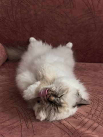 Looky_178344805130859 в LOOKY. #кот,#питомец,#бирма,#белый_кот. Первый пост. Пусть т...