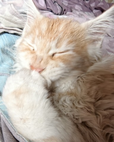 Мия в LOOKY. #cat. Понямали и спать... ...