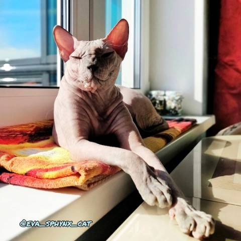 eva_sphynx_cat в LOOKY. #ева,#сфинкс,#sphynx,#донскойсфинкс,#кошка,#котики,#котэ,#лысая,#evasphynxcat,#мыизкотограмаlooky,#looky_official,#looky,#LOOKY_контент,#looky_you,#you. Привет, друзья!
Всем...